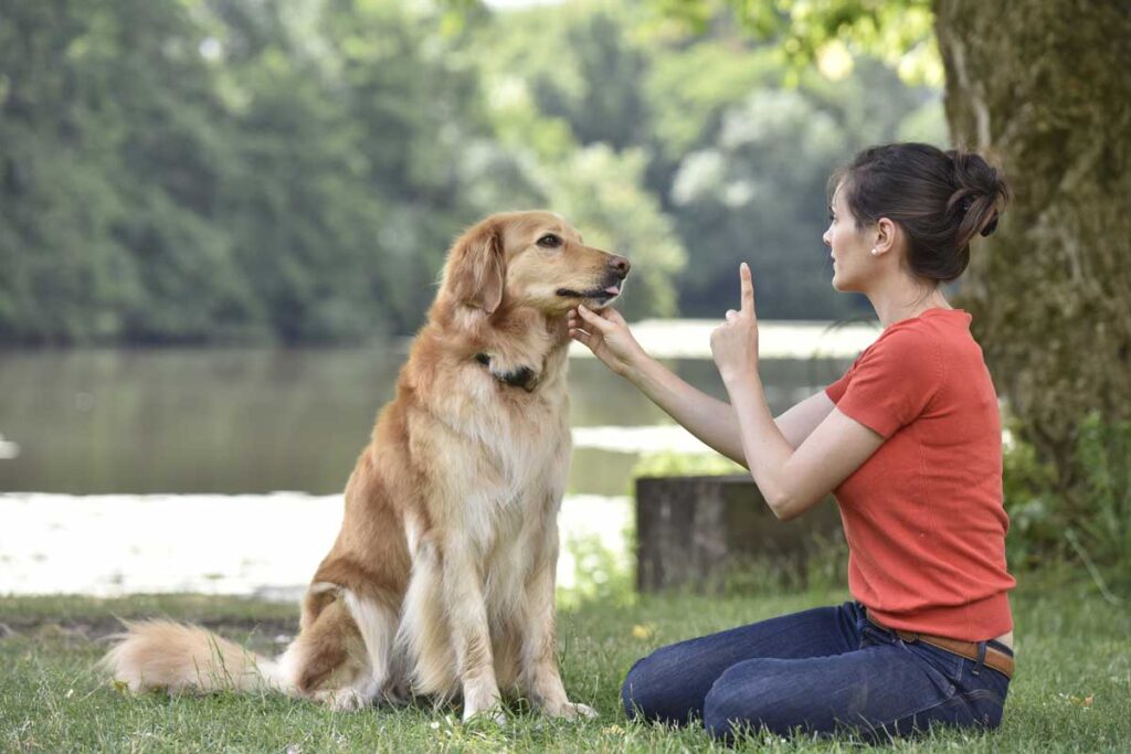 training center for dogs in Syracuse
