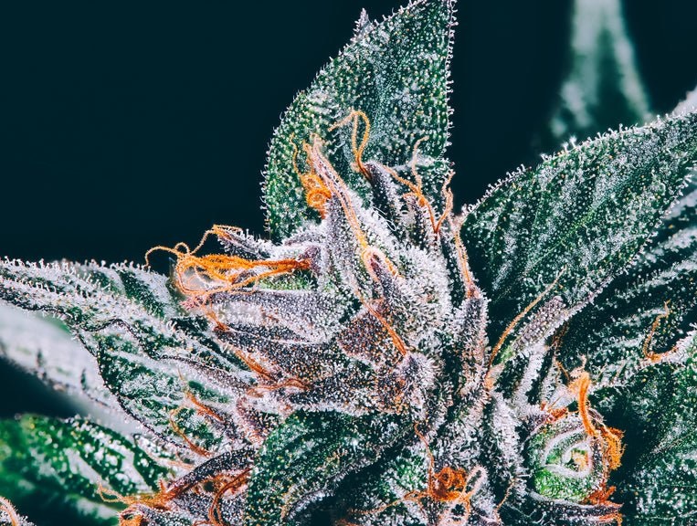 Thca Flower